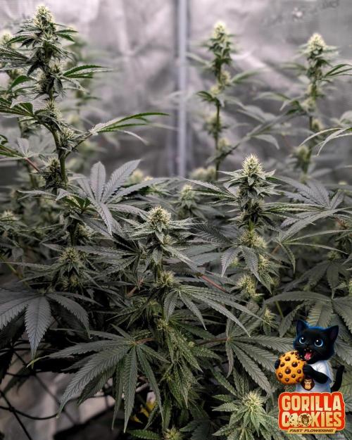 Fast Gorilla Cookies. Week 13