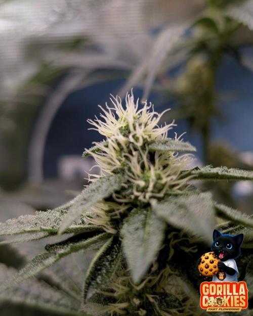 Fast Gorilla Cookies. Week 13