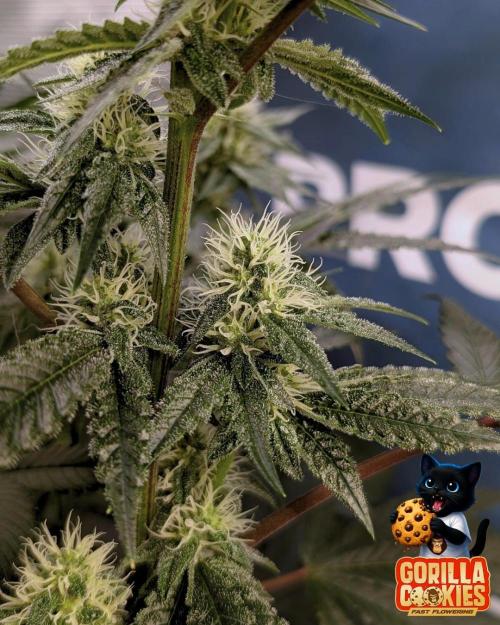 Fast Gorilla Cookies. Week 13