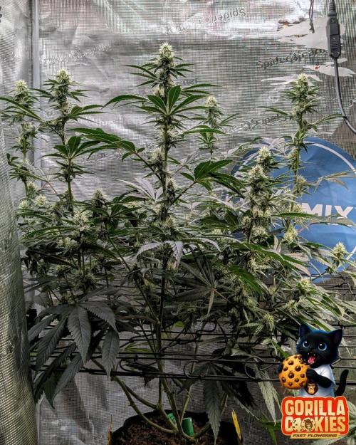 Fast Gorilla Cookies. Week 13