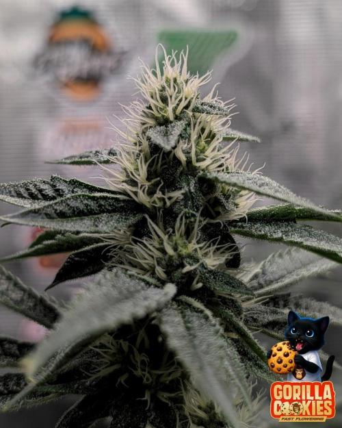Fast Gorilla Cookies. Week 13