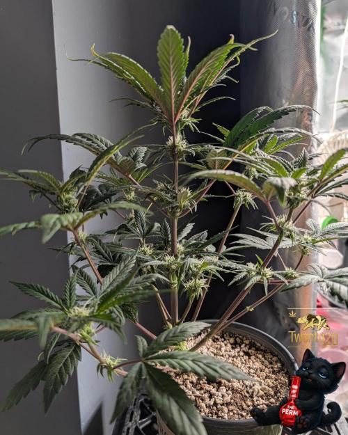 The Perm. Week 6