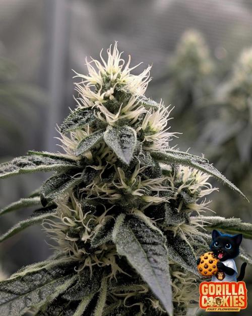 Fast Gorilla Cookies. Week 14