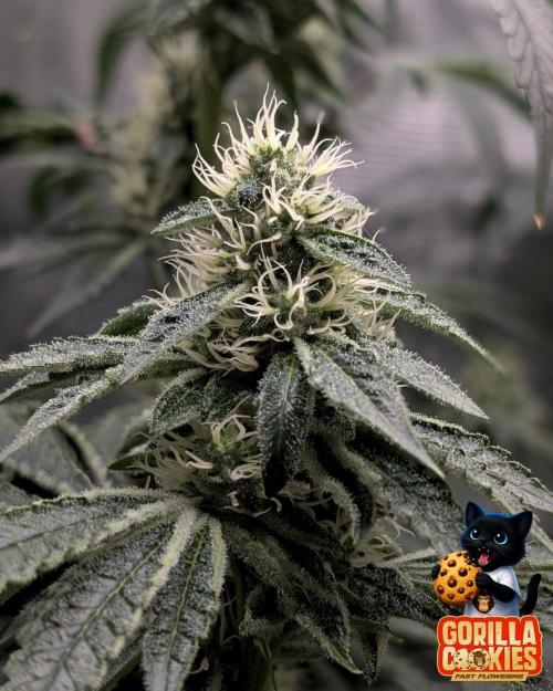 Fast Gorilla Cookies. Week 14