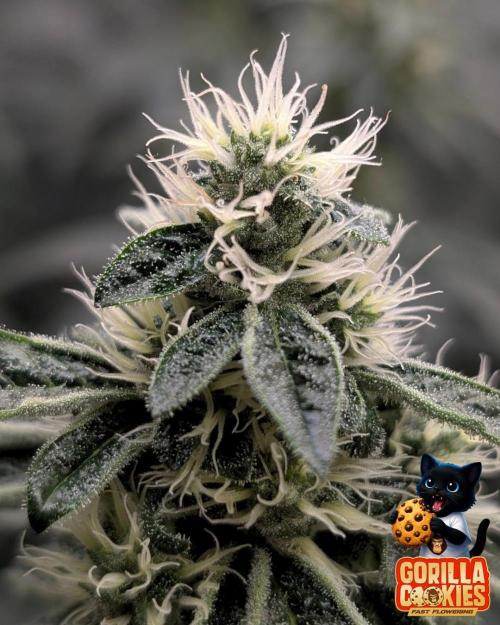 Fast Gorilla Cookies. Week 14