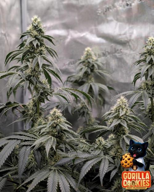 Fast Gorilla Cookies. Week 14