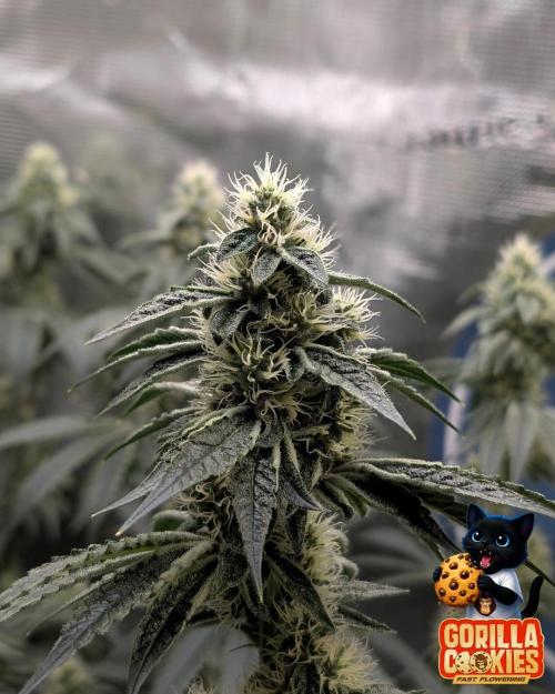 Fast Gorilla Cookies. Week 14