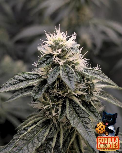 Fast Gorilla Cookies. Week 14