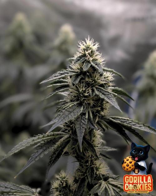 Fast Gorilla Cookies. Week 14