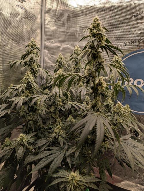 Fast Gorilla Cookies. Week 15