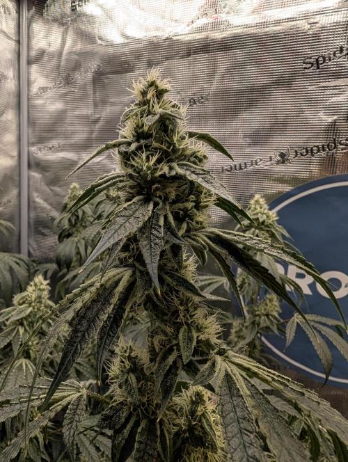 Fast Gorilla Cookies. Week 15