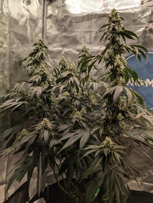 Fast Gorilla Cookies. Week 15