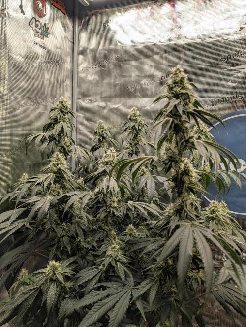 Fast Gorilla Cookies. Week 15
