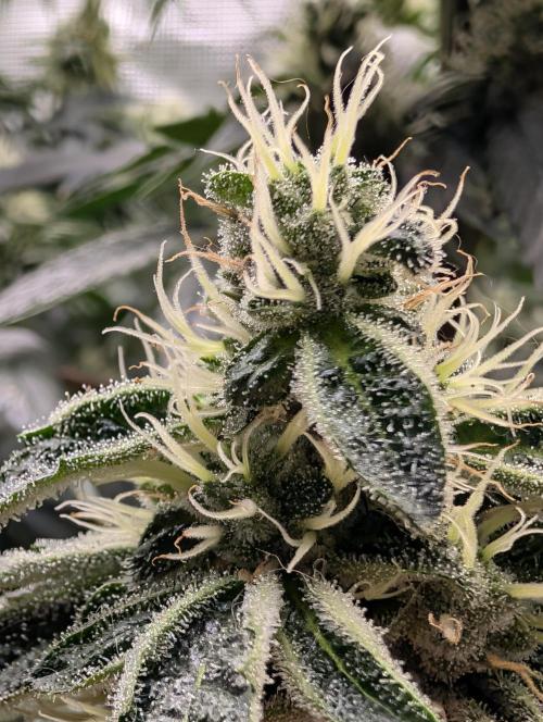 Fast Gorilla Cookies. Week 15