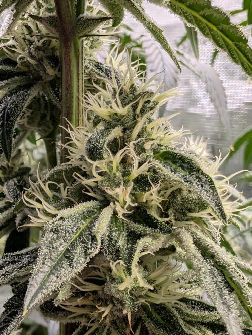 Fast Gorilla Cookies. Week 15