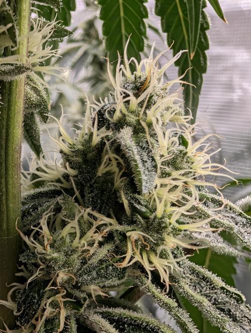 Fast Gorilla Cookies. Week 15