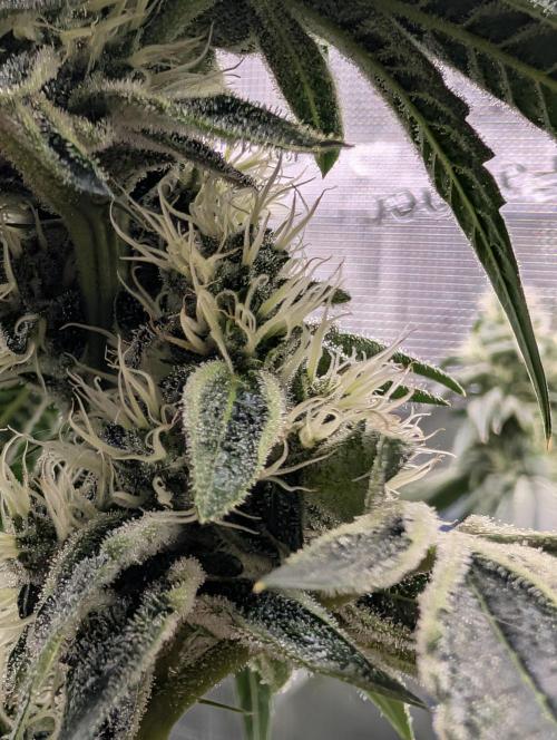 Fast Gorilla Cookies. Week 15