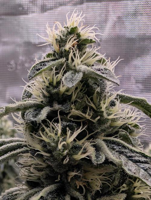 Fast Gorilla Cookies. Week 15