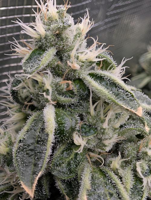 Fast Gorilla Cookies. Week 16