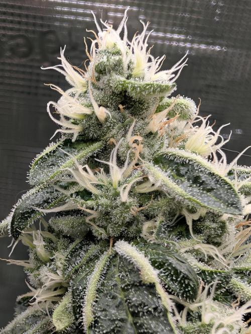 Fast Gorilla Cookies. Week 16