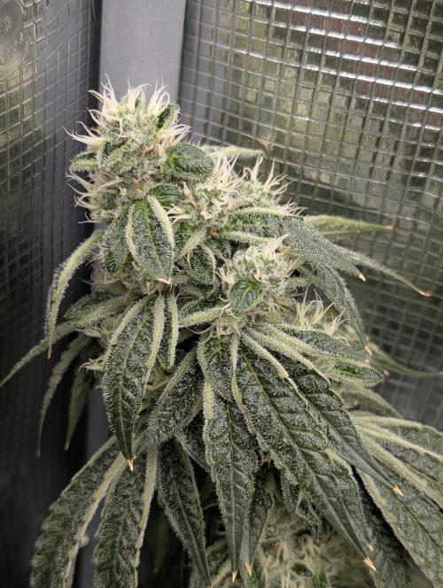 Fast Gorilla Cookies. Week 16