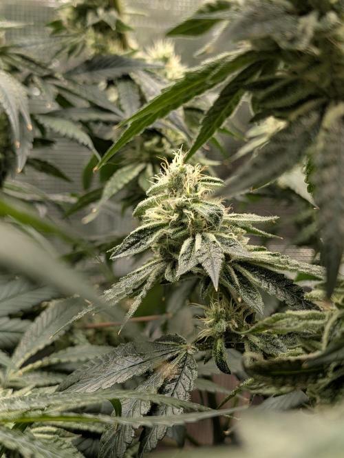 Fast Gorilla Cookies. Week 16