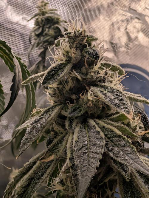 Fast Gorilla Cookies. Week 16