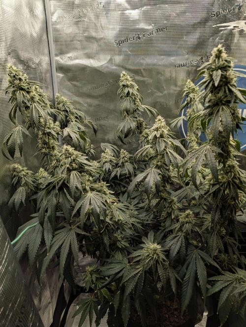 Fast Gorilla Cookies. Week 16