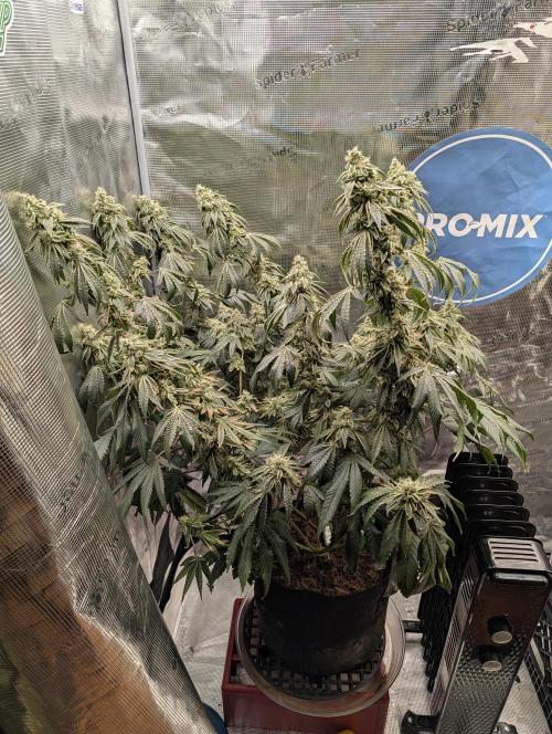 Fast Gorilla Cookies. Week 17