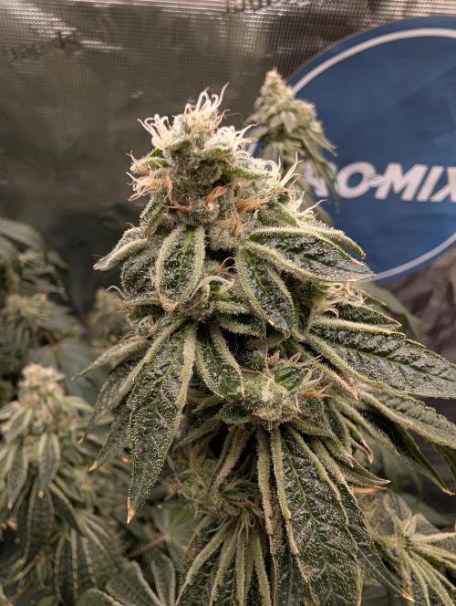 Fast Gorilla Cookies. Week 17