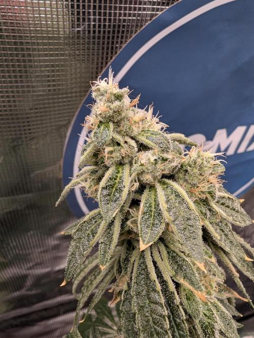 Fast Gorilla Cookies. Week 17