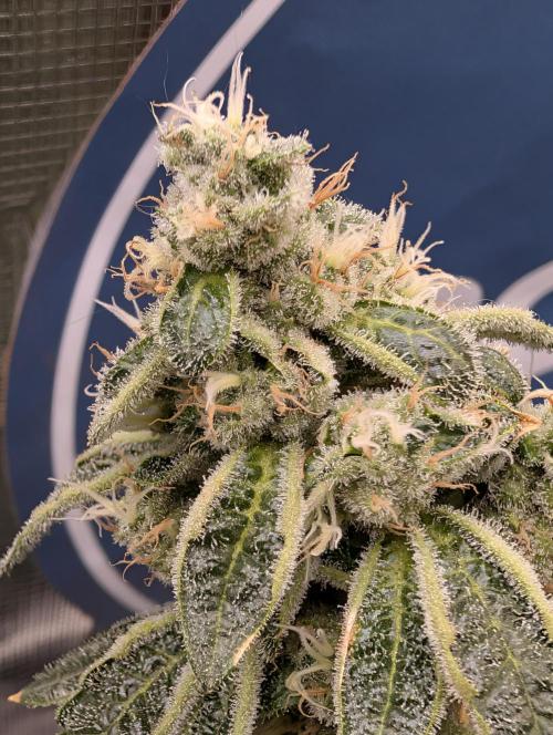 Fast Gorilla Cookies. Week 17