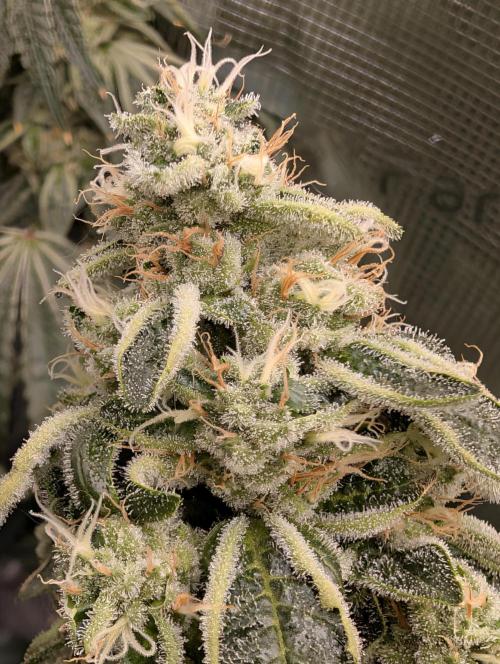 Fast Gorilla Cookies. Week 17