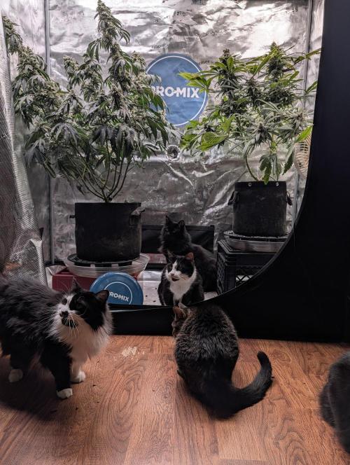 Fast Gorilla Cookies. Week 17