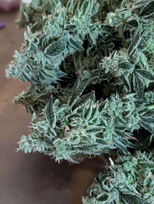 Fast Gorilla Cookies. Week 18