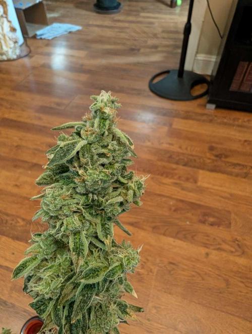 Fast Gorilla Cookies. Week 18