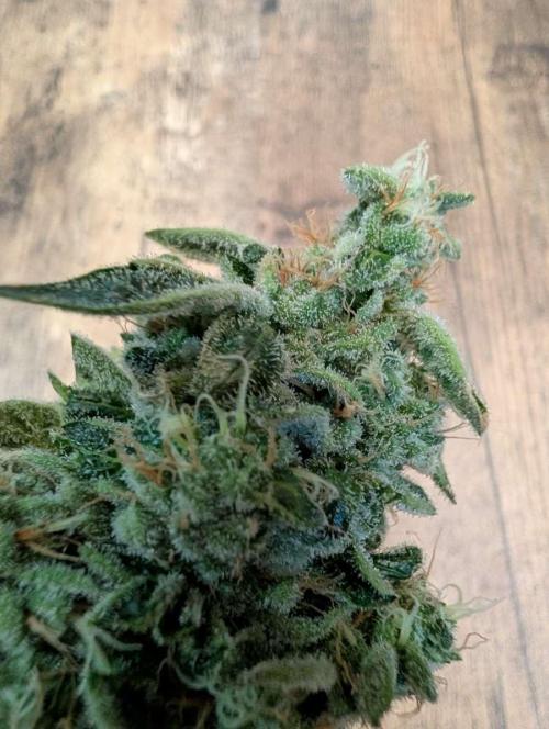 Fast Gorilla Cookies. Week 18