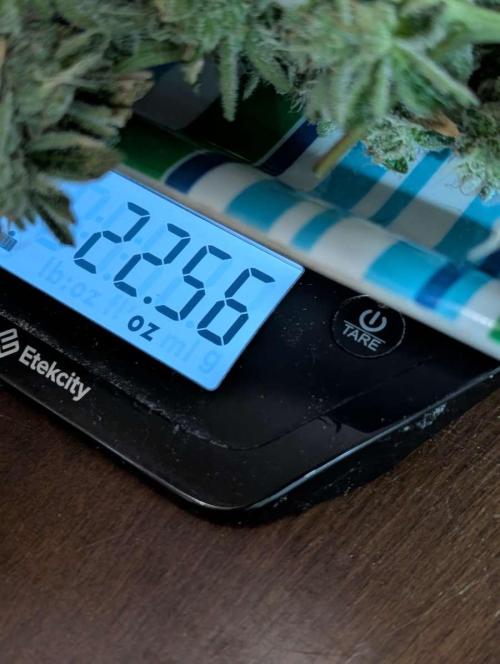 Fast Gorilla Cookies. Week 18
