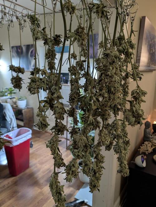 Fast Gorilla Cookies. Week 18