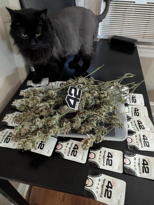 Fast Gorilla Cookies. Week 18