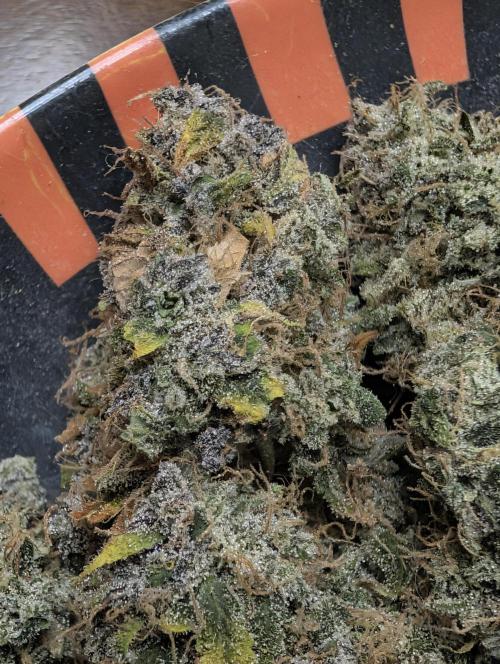 Permanent Guava . Week 9