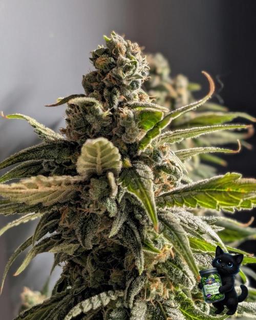 Sticky Broccoli . Week 17