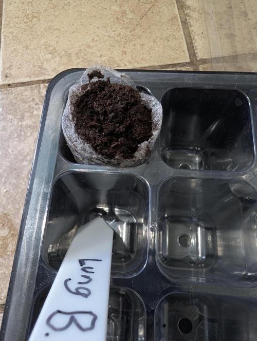 Buster of Lungs. Week 0
