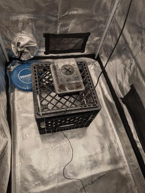Buster of Lungs. Week 0