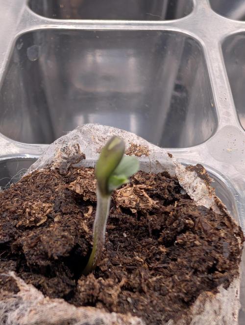 Buster of Lungs. Week 0
