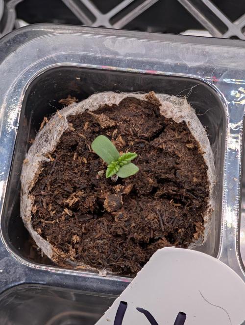 Melonade K. Week 0