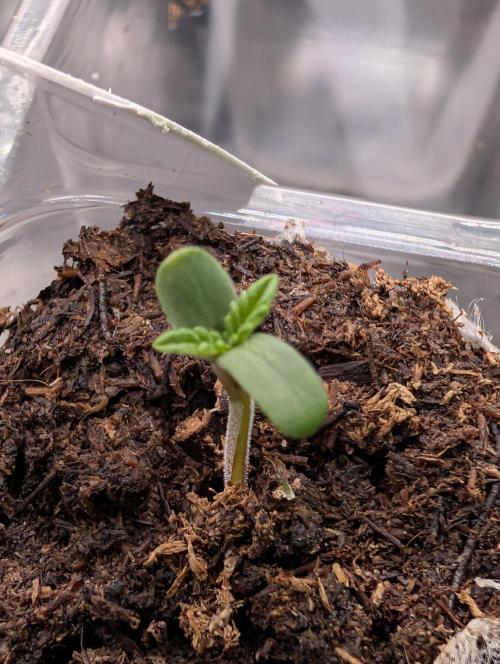 Melonade K. Week 0