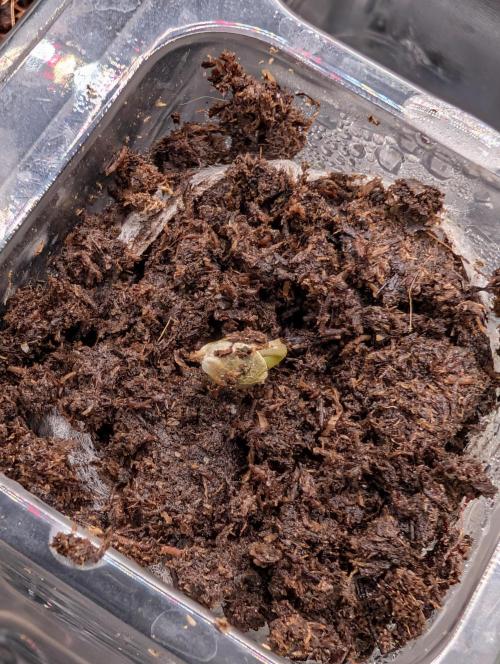 Guava Runtz Auto. Week 1