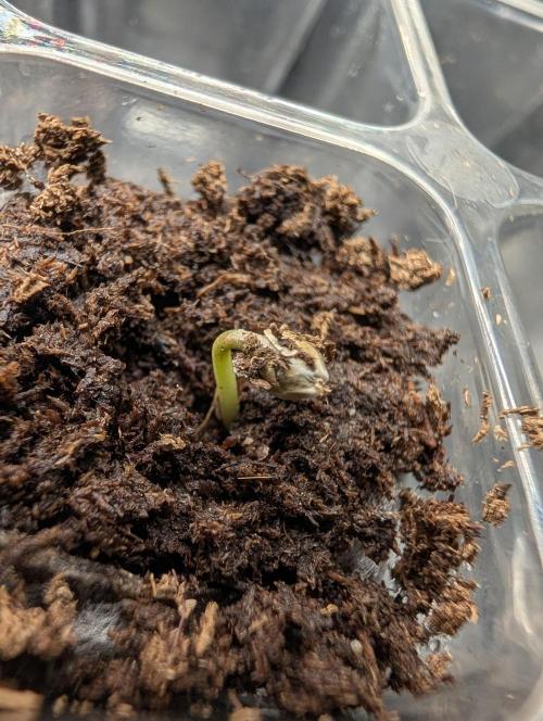 Guava Runtz Auto. Week 1