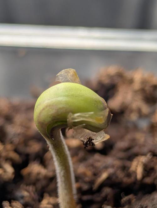 Guava Runtz Auto. Week 1